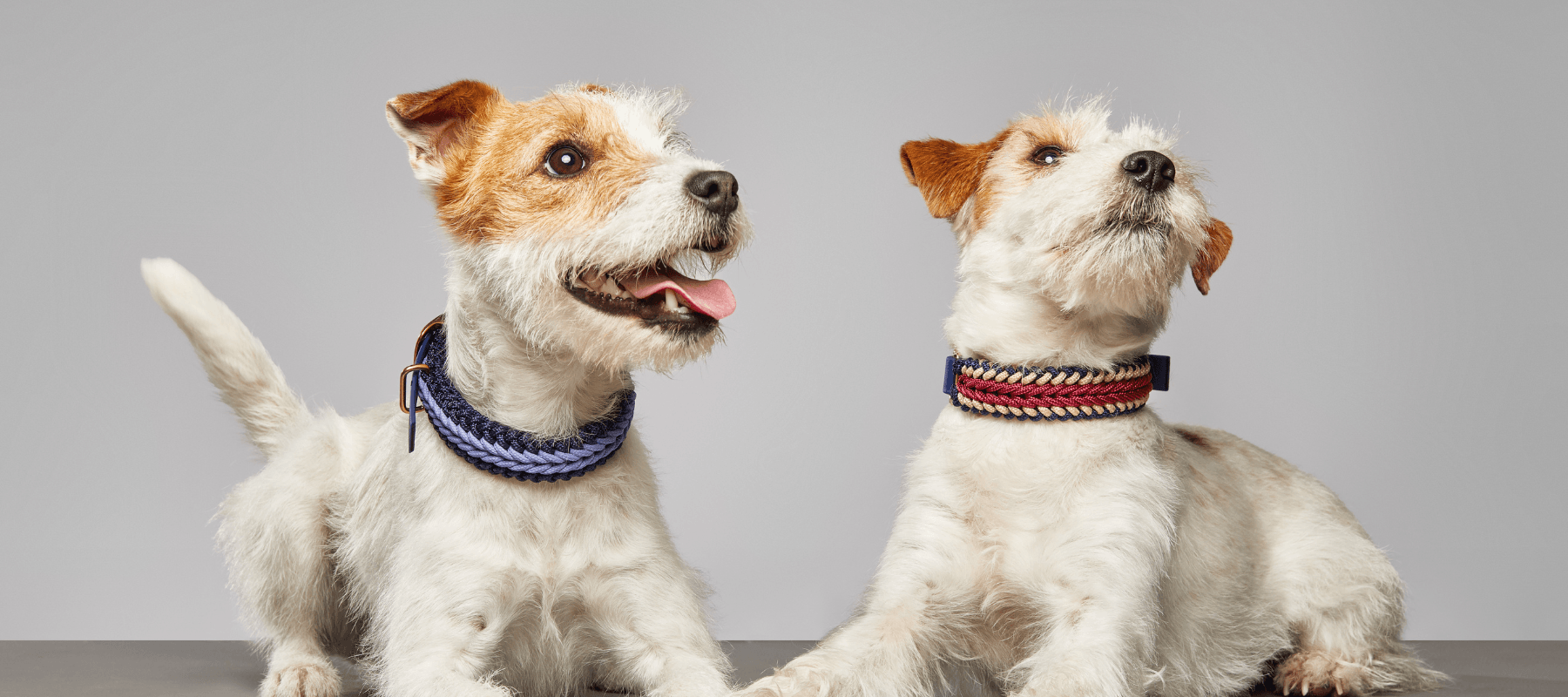 Jack Russell