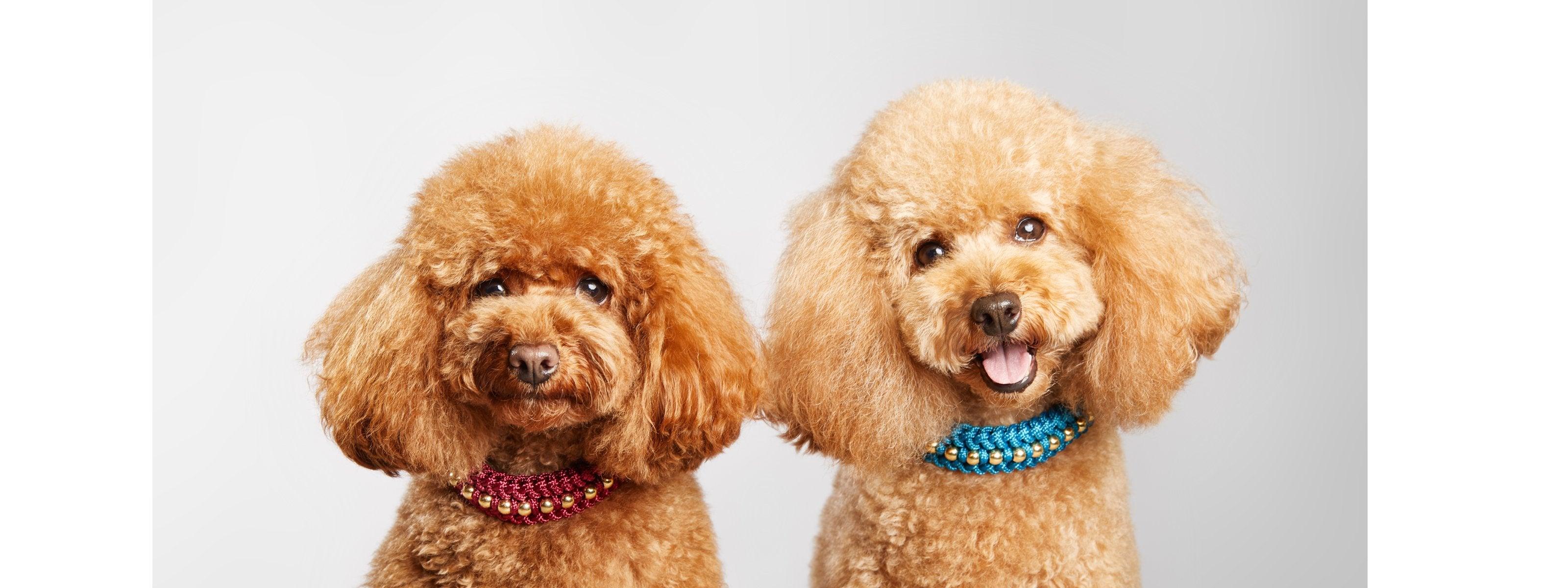 Small Dogs