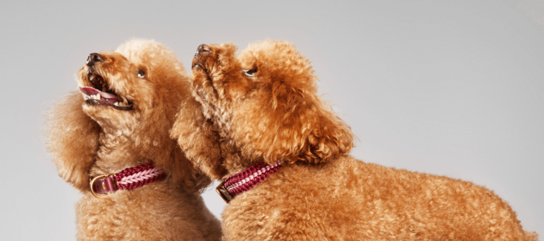 Poodle