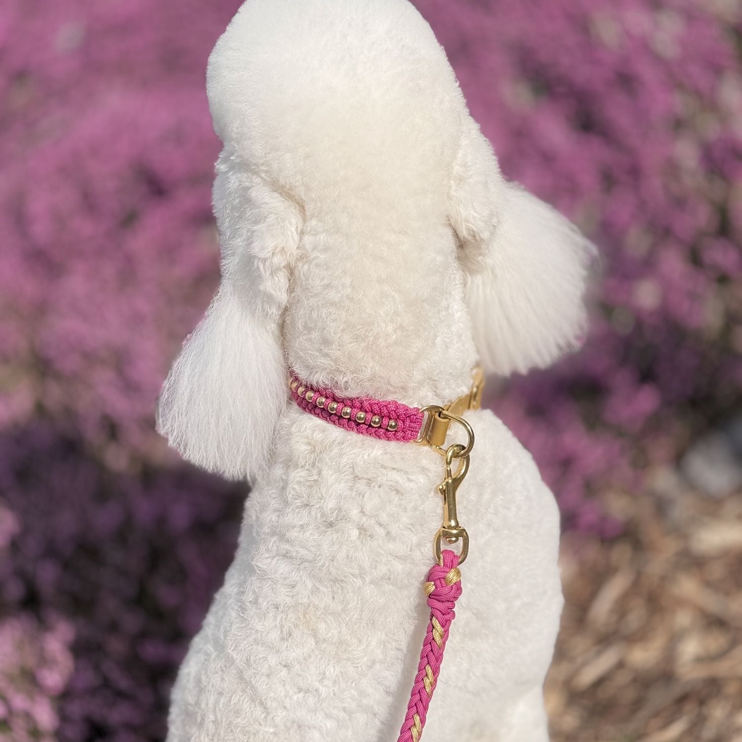 Valentina Rosé Pink Collar