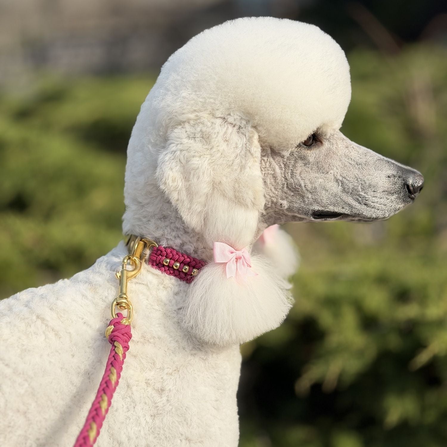 Valentina Rosé Pink Collar