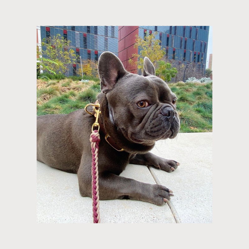 Burgundy Wine Collar