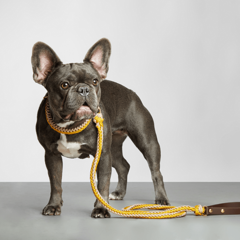 Celia Yellow Leash