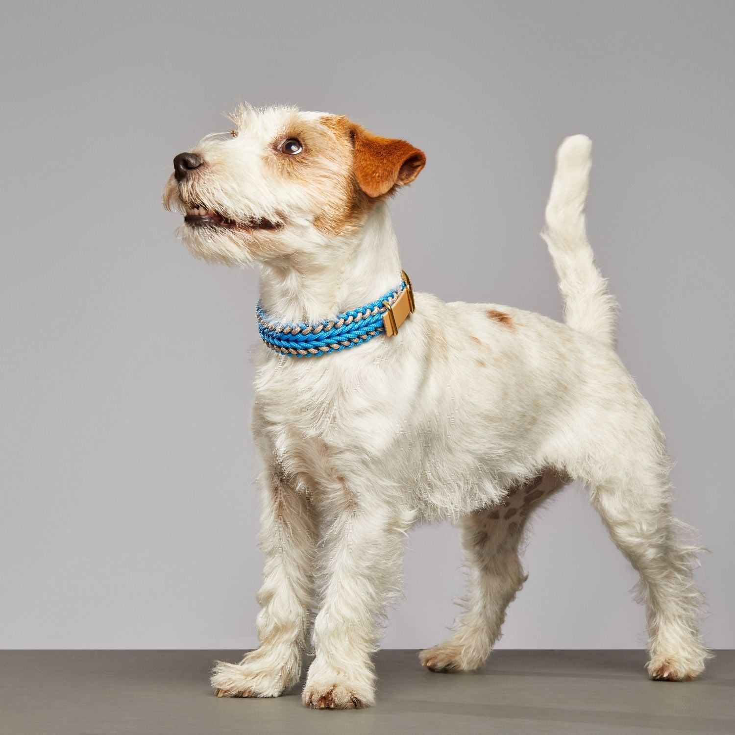 Tropical Blue Collar - Catalina