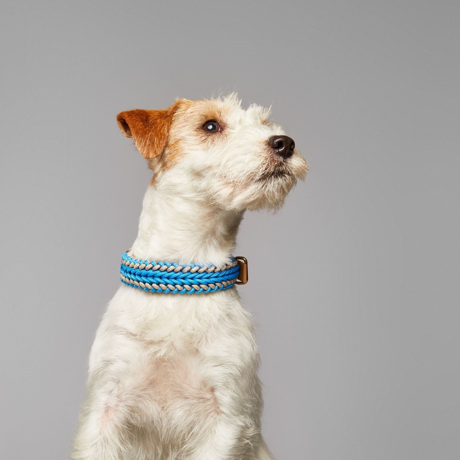 Tropical Blue Collar - Catalina