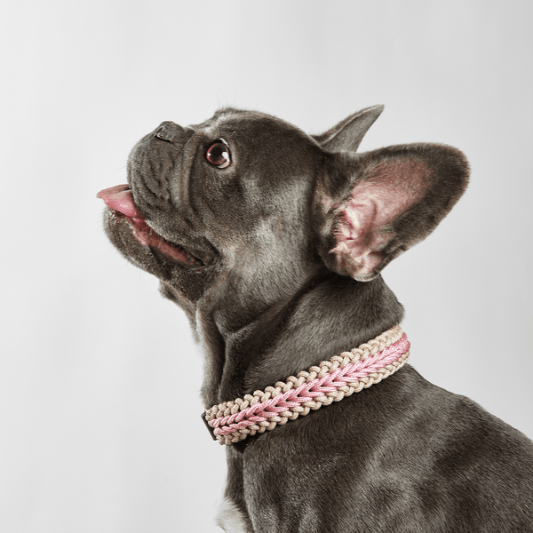 Blush Pink Collar - Catalina