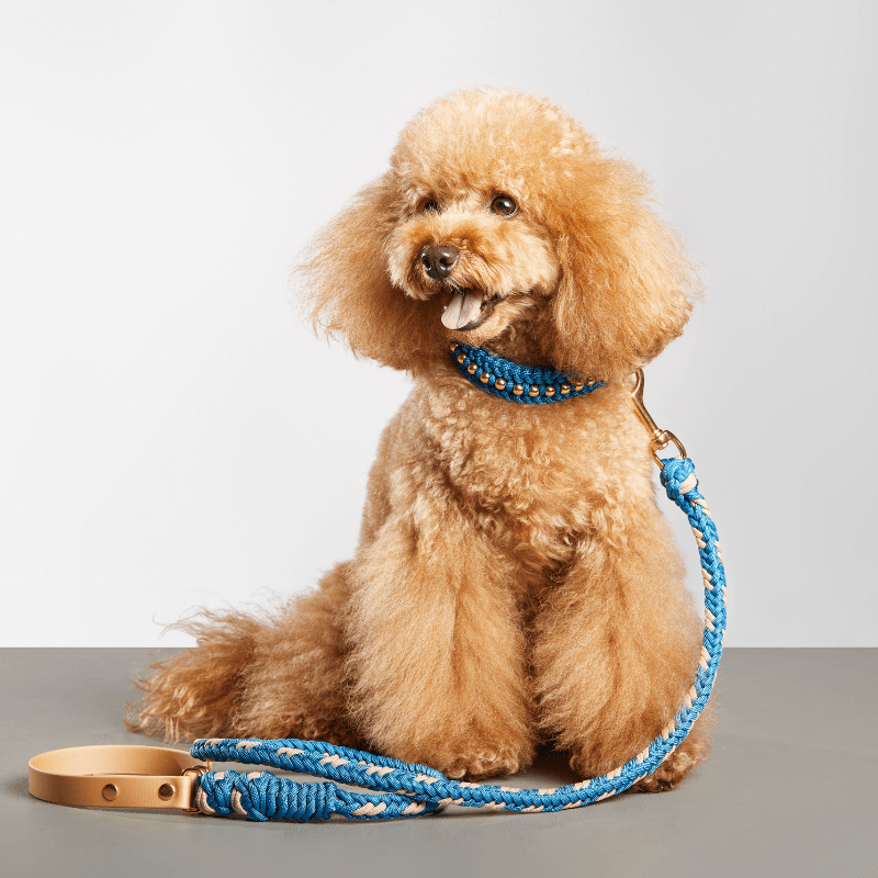 Valentina Greece Blue Collar