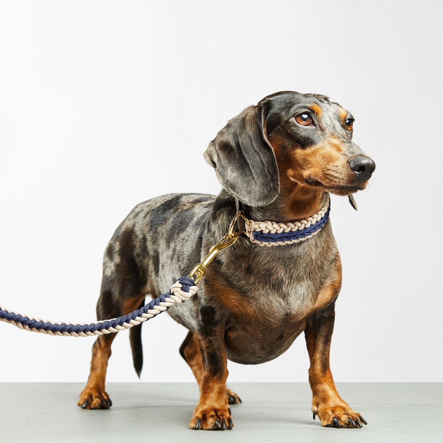 Navy Blue Collar - Catalina