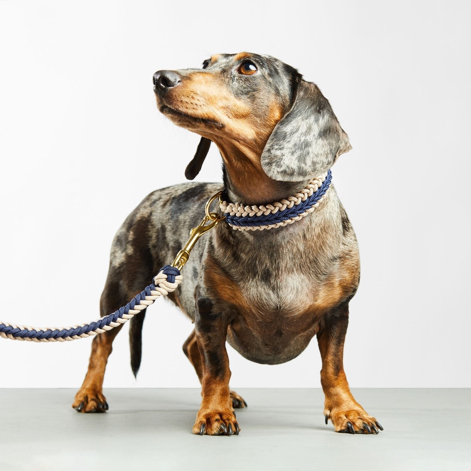 Navy Blue Leash - Catalina