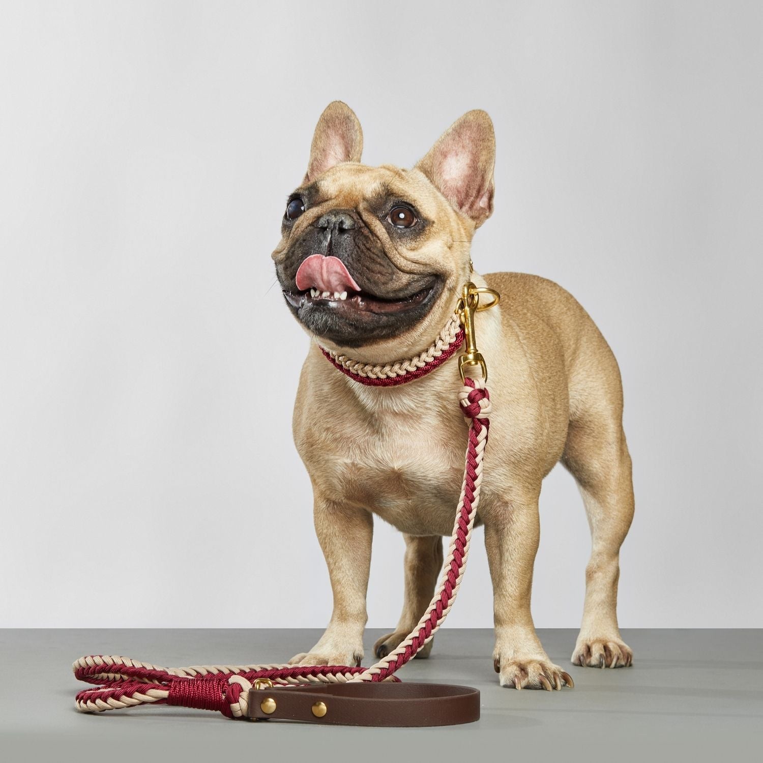 Red Collar - Catalina