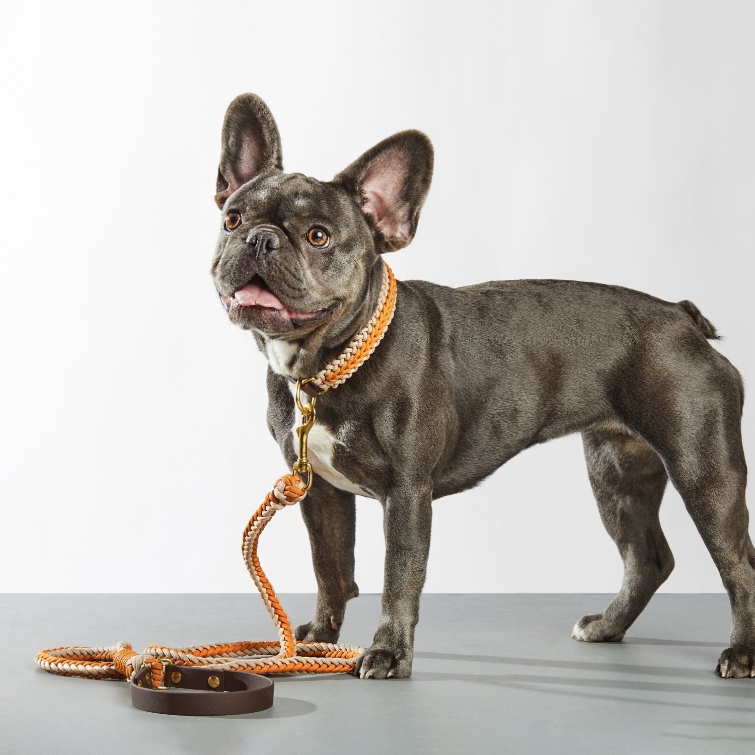 Mustard Leash - Catalina