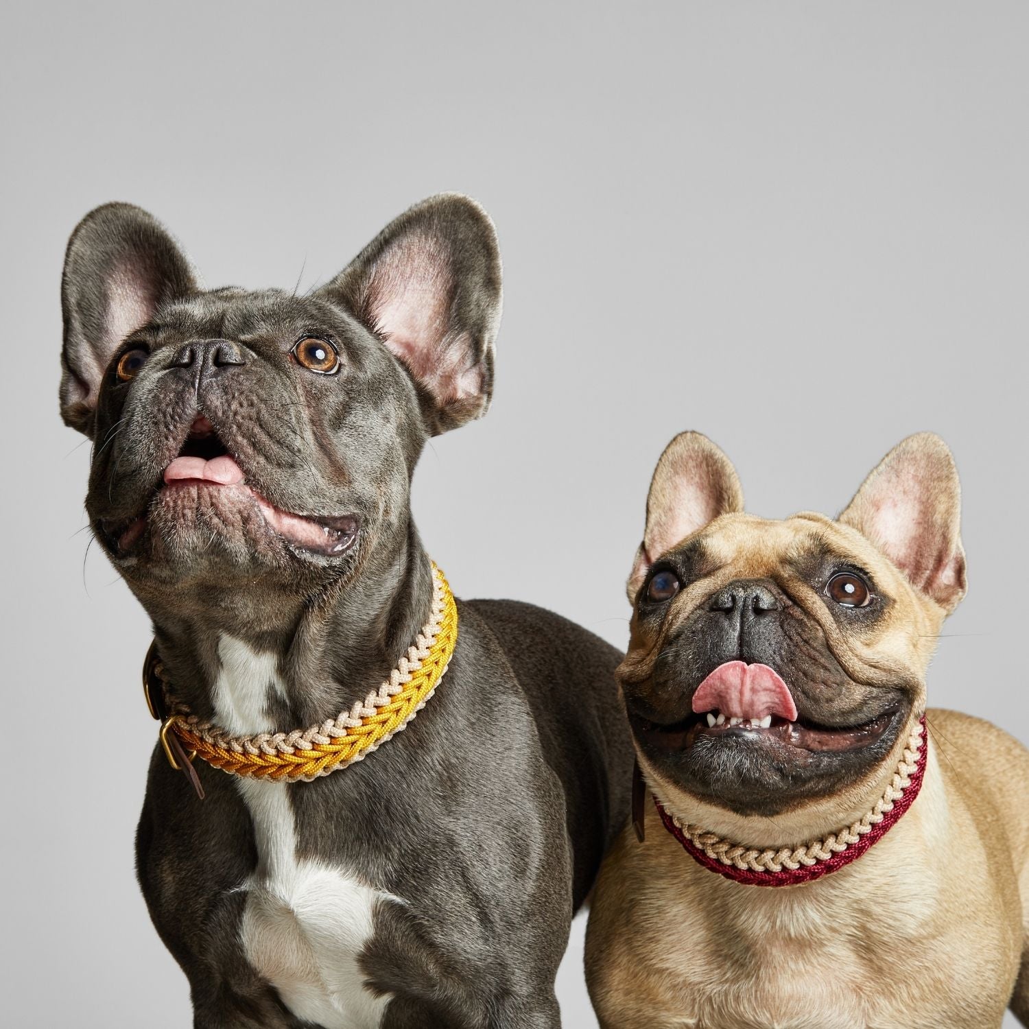 Red Collar - Catalina