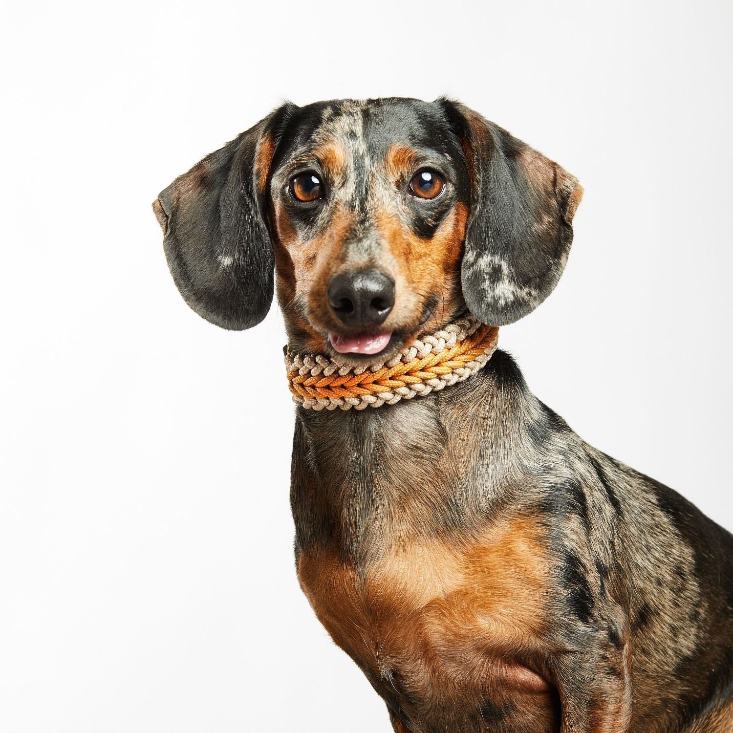 Mustard Collar - Catalina