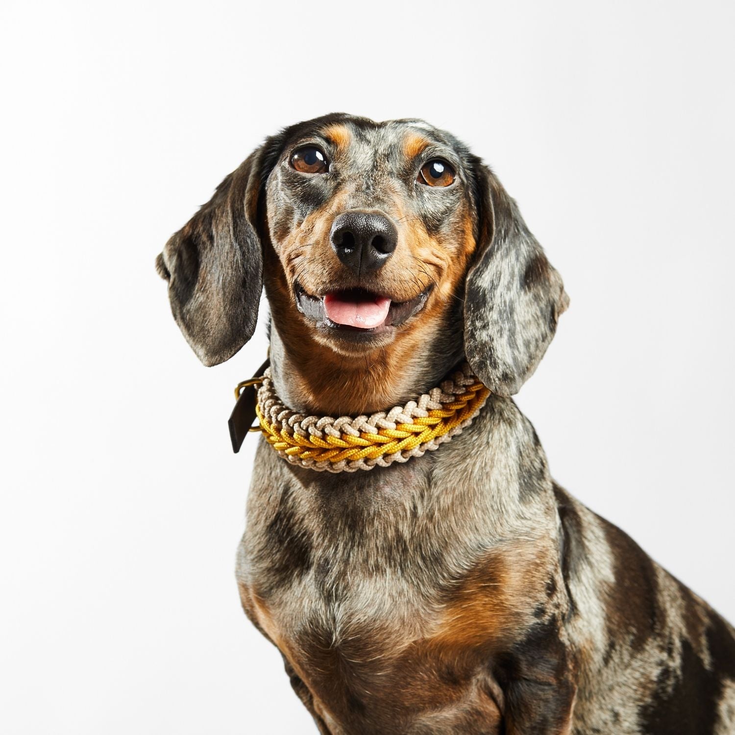 Yellow Collar - Catalina