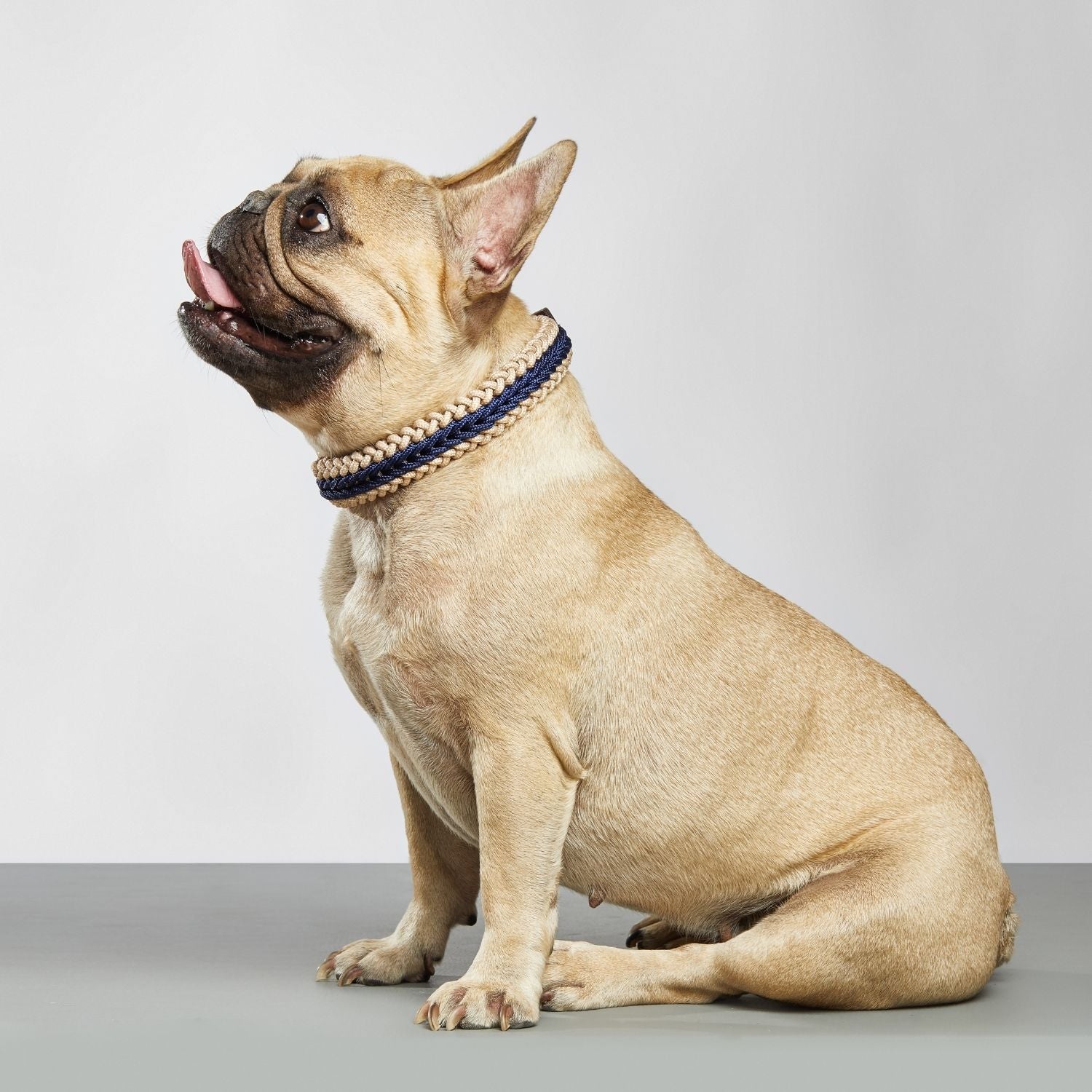 Navy Blue Collar - Catalina