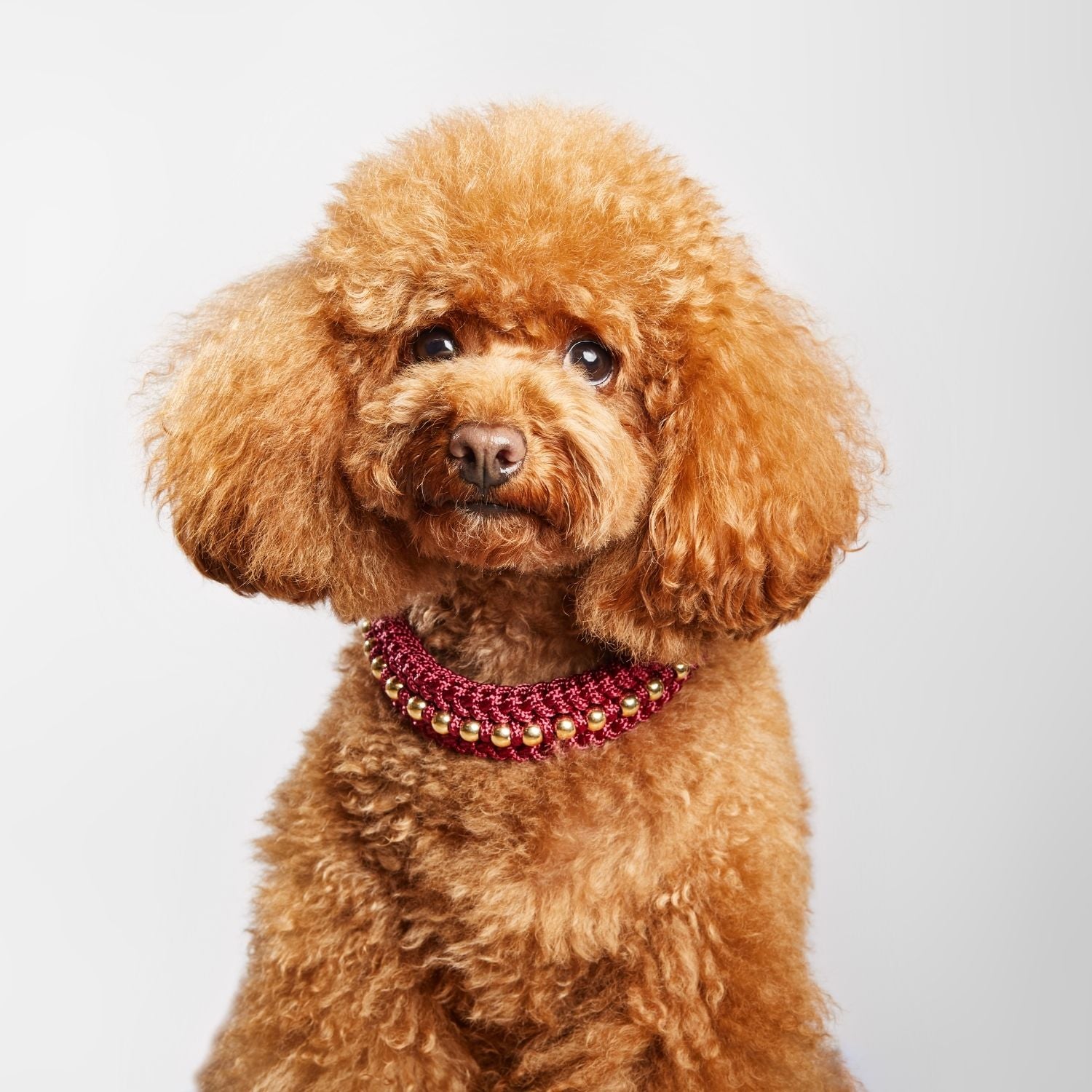 Valentina Scarlet Red Collar