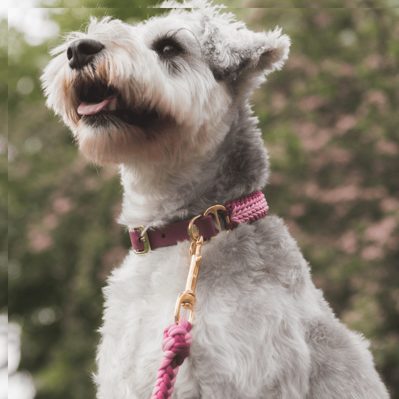 Esmeralda Pastel Leash