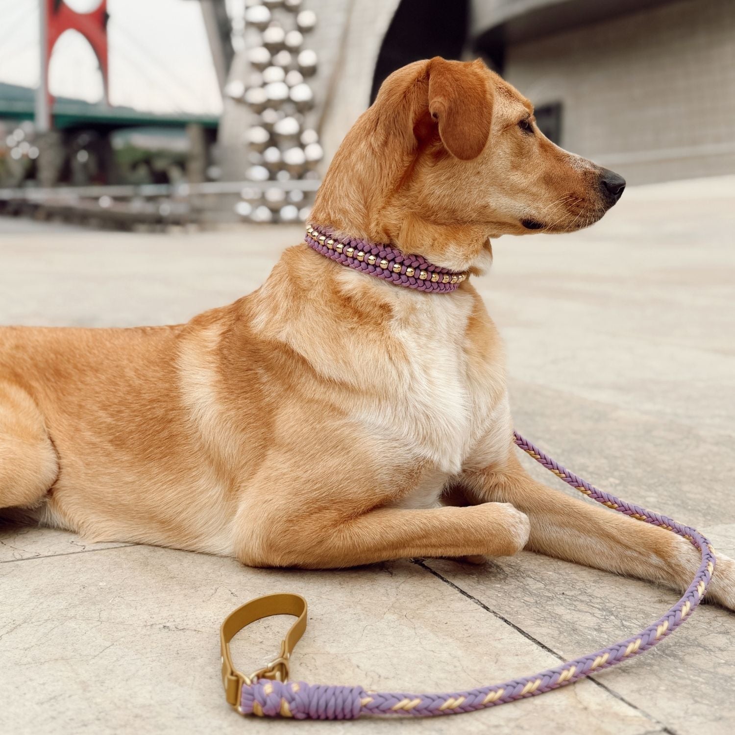 Valentina Lavender Collar