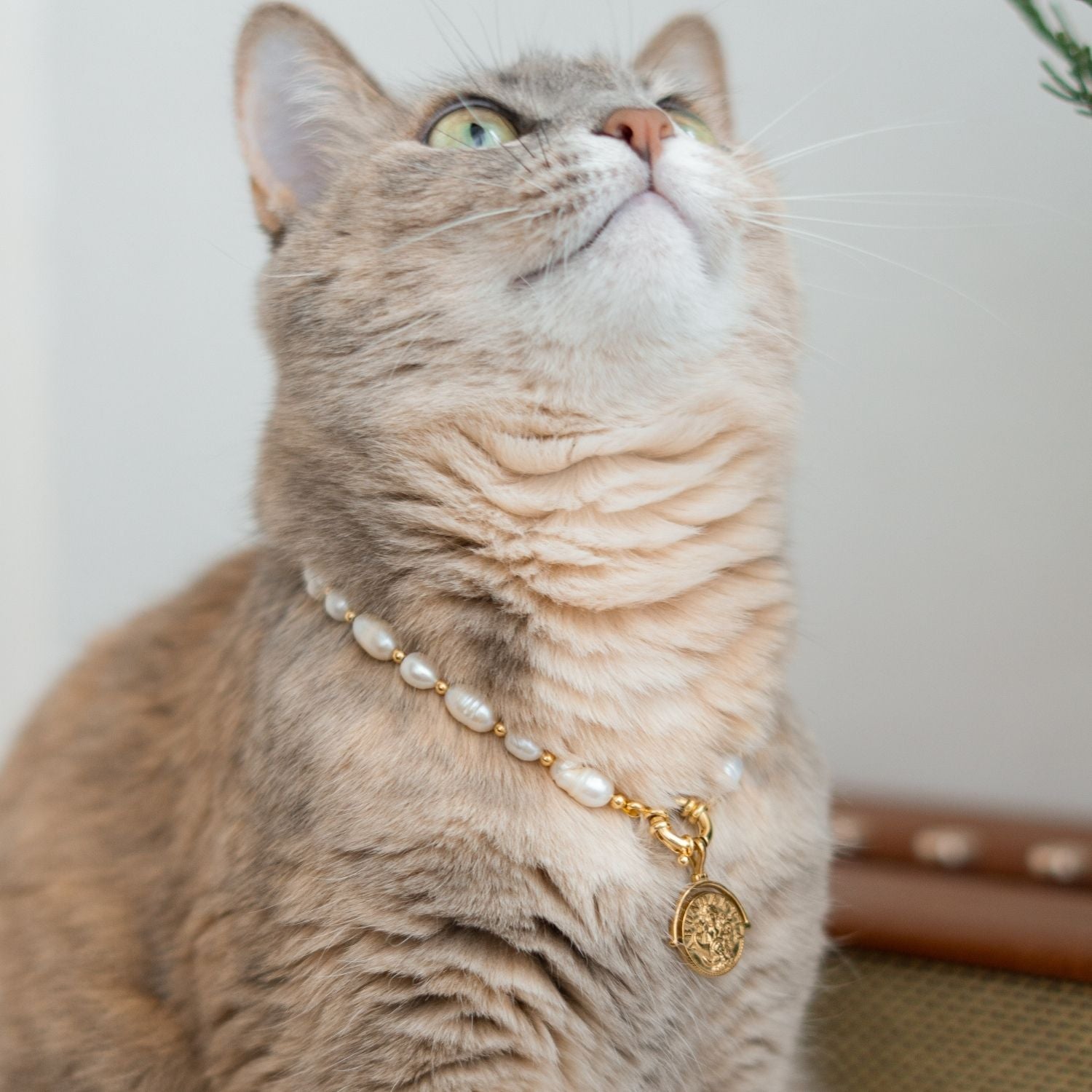 Luxury Pearl Pet Necklace – Gold-Plated Details