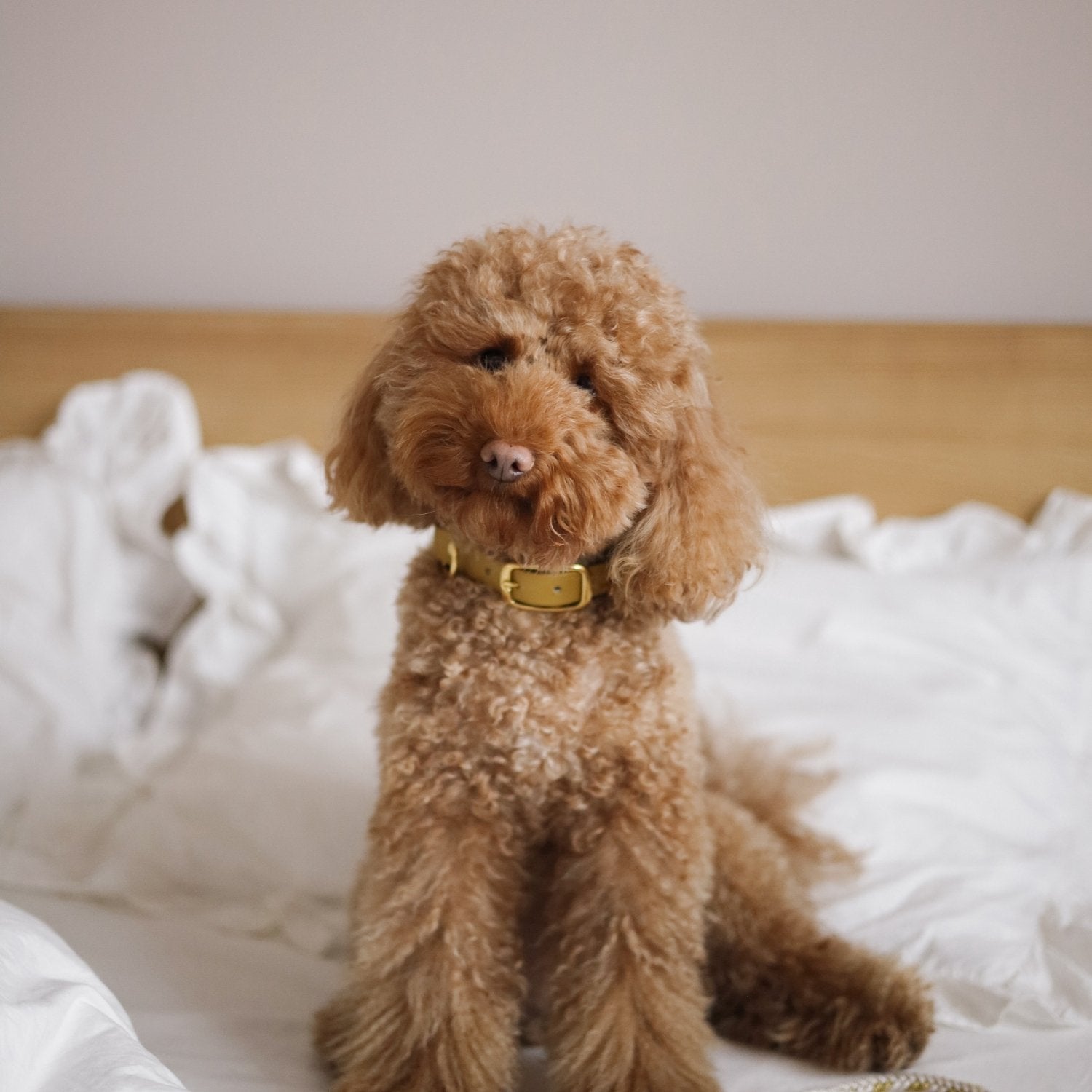 Valentina Cream Collar