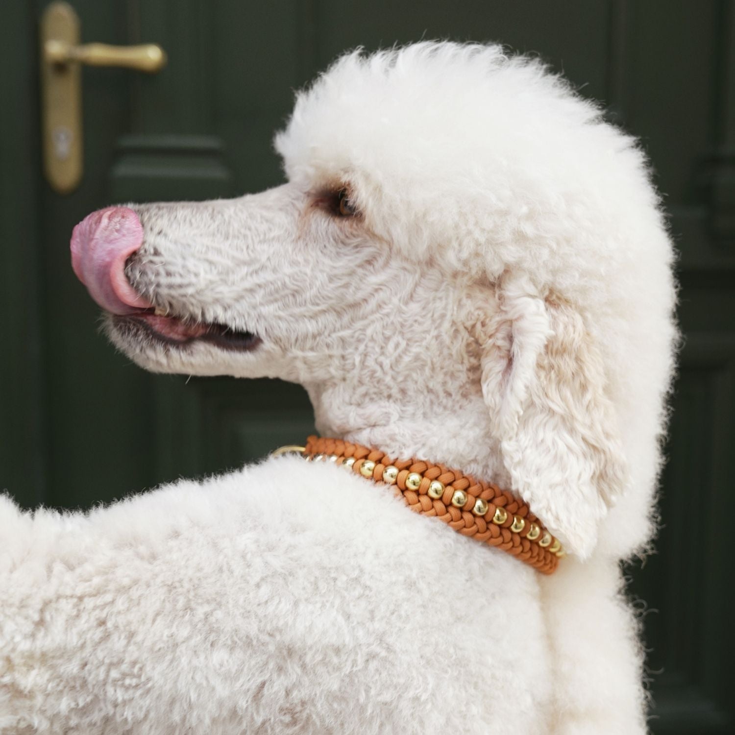 Valentina Mustard Collar